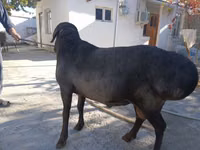 Cừu đực, Cừu — ảnh 1