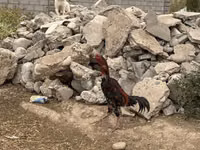Chickens — 照片 7