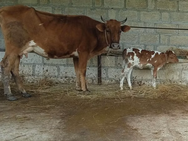 Mucca, Bovini