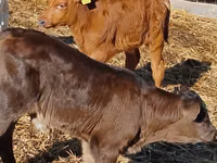 گاو و گوساله (گروه، جنسیت مشخص نشده), Simmental cattle — عکس 5