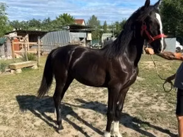 Kanca, Dutch warmblood horse