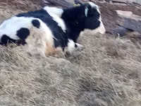 Toro, Razza Holstein — foto 2