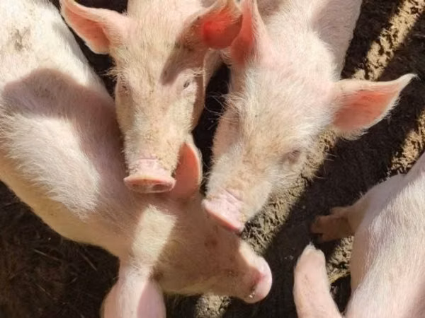 Babi (lot, jantina tidak dinyatakan), Pigs