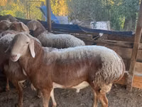Ram, Arashan sheep — photo 1