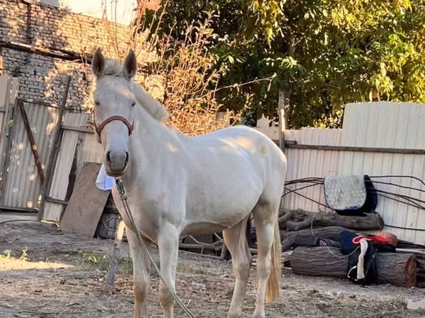 Mare, Akhal-Teke — Uzbekistan