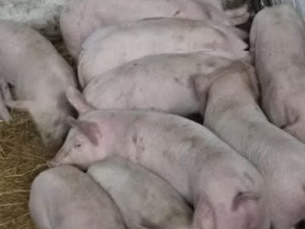 Pigs (batch, sex not specified), 