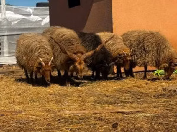 میش, Racka sheep — مجارستان