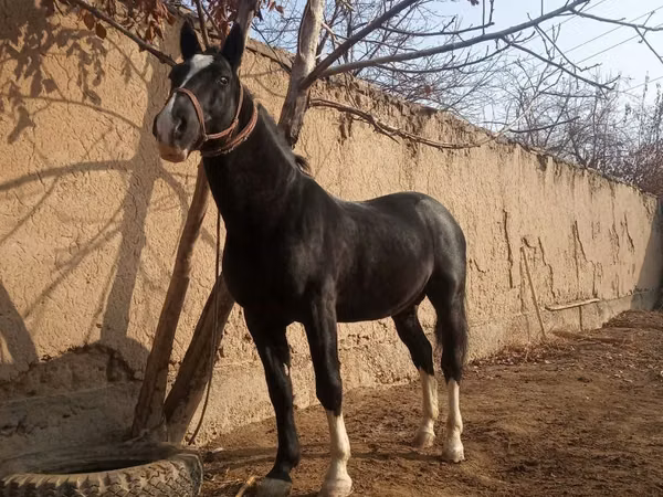 Horses (batch, sex not specified), Horses — Uzbekistan