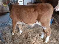 Toro, Vaca Limousin — foto 1