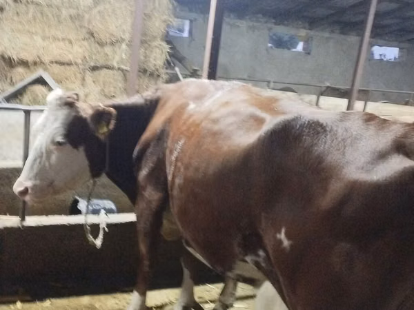 Cow, Simmental cattle — Kyrgyzstan