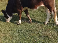 گاو ماده, Simmental cattle — عکس 3