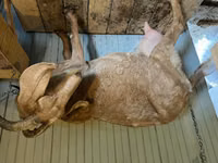 ፍየል, Saanen goat — ፎቶ 2