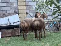 میش, Arashan sheep — عکس 2