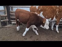 Bull, Simmental cattle — photo 2