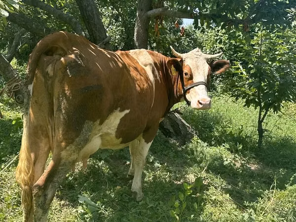 Cow, Simmental cattle — Uzbekistan