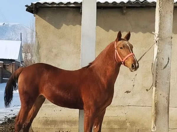 Kuda jantan, Karabair horse