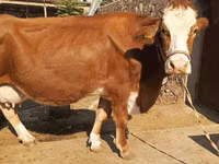 Vaca, Simmental cattle — foto 1