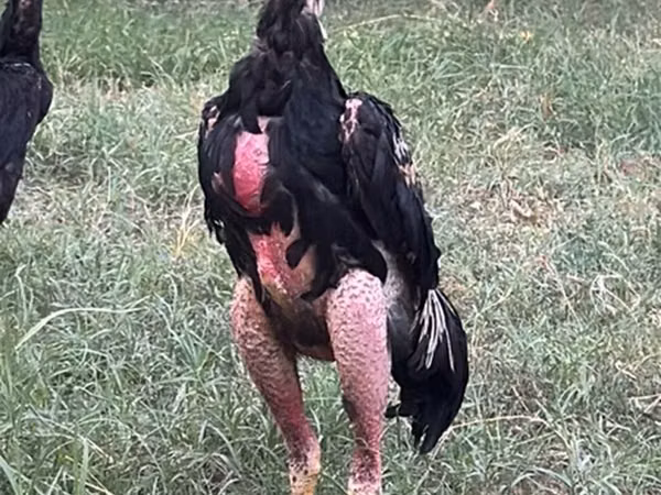 Chickens — Kirgistaan