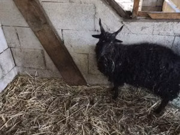 Goat, Goats — Hungary