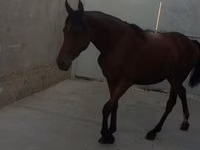 Kobila, Anglo-Arabian — fotografija 5