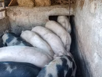 ወንድ አሣማ, Pigs — ፎቶ 3