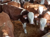 公牛, Simmental cattle — 照片 2