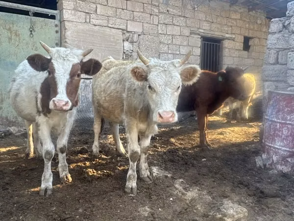 Vache, Simmental cattle