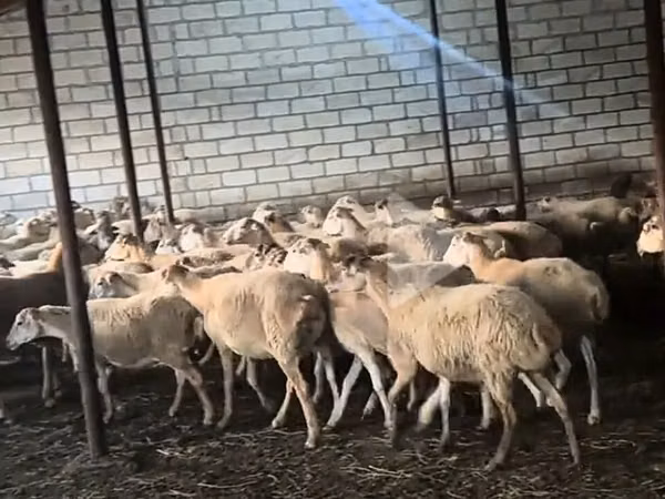 Гӯсфандон (партия, ҷинс муайян нашудааст), Гӯсфандон — Озарбойҷон