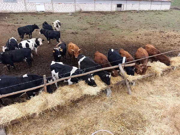 Bull, Russian Black pied cattle
