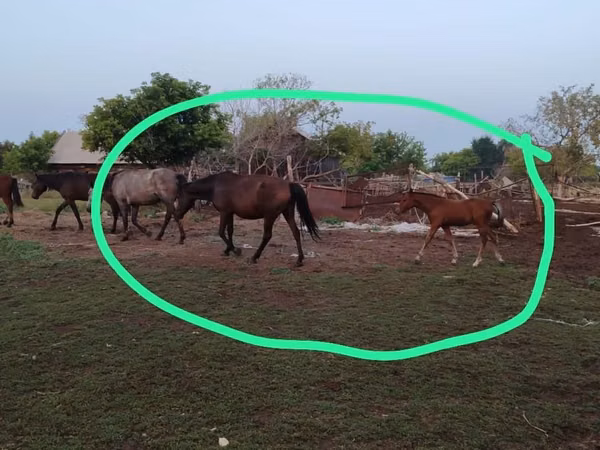 Mare, Horses — Kazakhstan