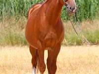 اسب نر, Kisber felver — عکس 5