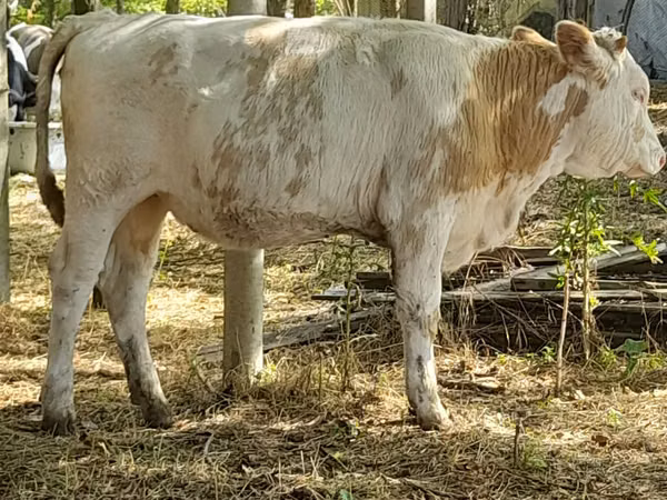 Vache, Bovins — Moldavie