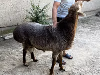 ஆண் ஆடு, ஆடுகள் — புகைப்படம் 2