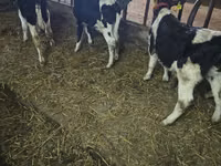 Bull, Holstein breed — photo 2