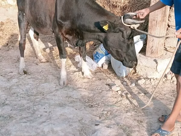 Cow, Latvian Blue cattle — Kazakhstan