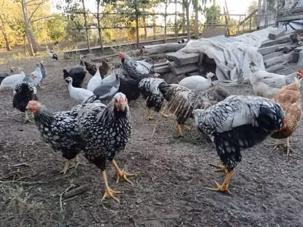 Wyandotte — Hungary