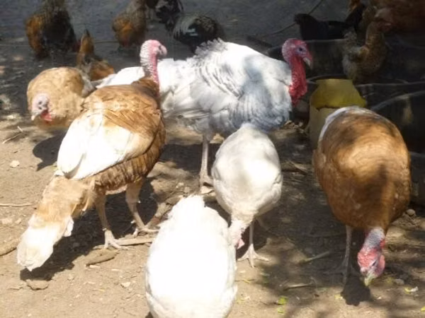 Turkeys — Hangari
