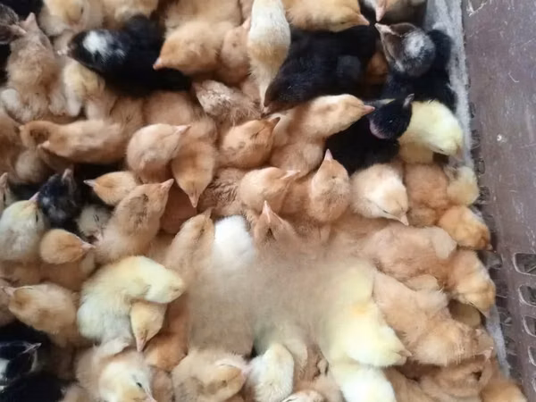 Chickens — Kenya