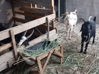 Echki, Alpine goat — 3-rasm