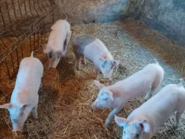 Pigs (batch, sex not specified), Pigs — Hungary
