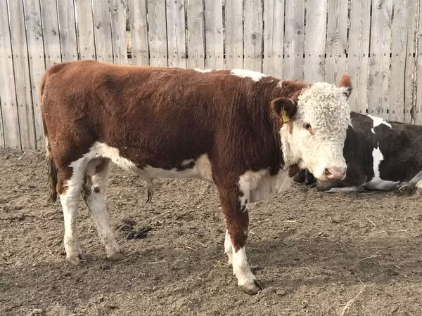 Ram, Tian-Shan semifinewool sheep — Kazakhstan
