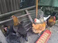 Chickens — รูปภาพ 4