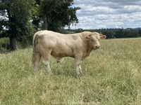 Bou, Charolais cattle — foto 3