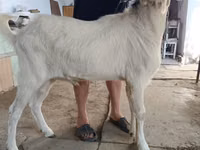 Jarac, Nubian Goat — fotografija 3