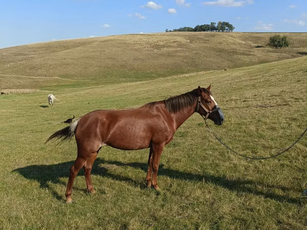 Mare, Horses — Moldova