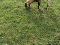 Billy Goat, Goats — photo 3