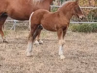 Mare, Horses — photo 4
