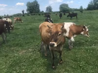 Vache, Race Holstein — photo 2