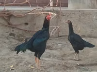 Chickens — photo 2