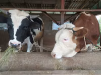 Banteng, Holstein breed — foto 1